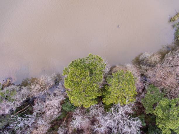 istock Eastern shore of Mobile Bay 1098124264