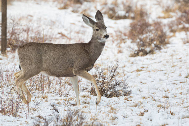 istock Wild Deer in Rocky Mountains National Park 1098127532
