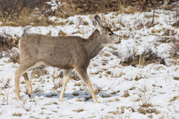 istock Wild Deer in Rocky Mountains National Park 1098127606