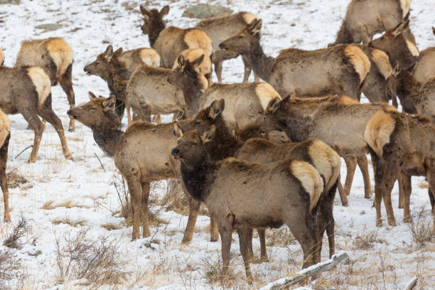 istock Wild Elk Herd in Rocky Mountains National Park 1098127670