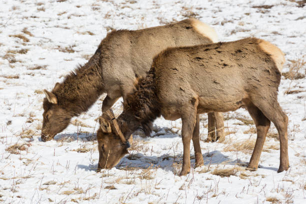 istock Wild Elk Herd in Rocky Mountains National Park 1098127832