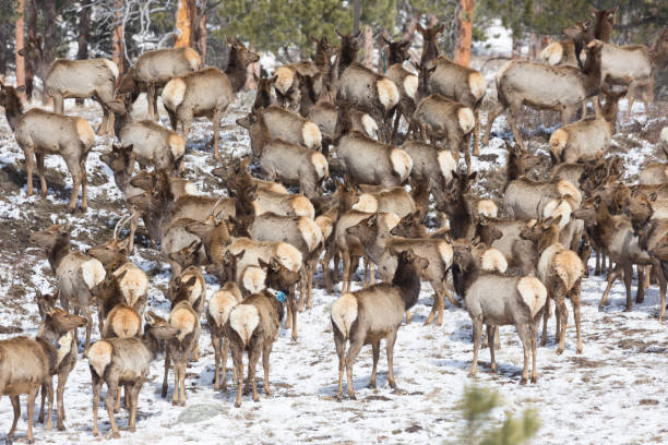 istock Wild Elk Herd in Rocky Mountains National Park 1098127908