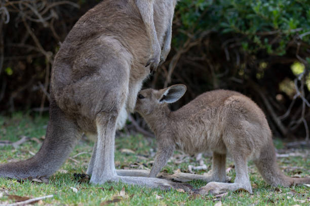 bébé joey kangourou tète de poche de la mère - joey kangaroo young animal feeding photos et images de collection