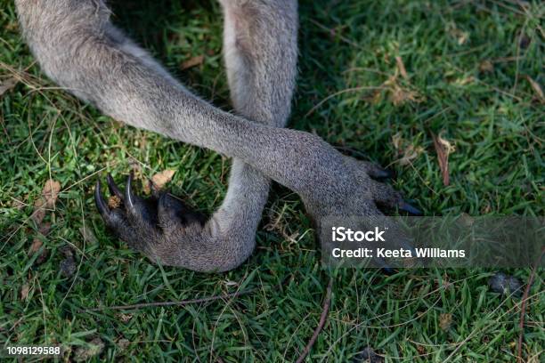 A Closeup Of Kangaroos Paws Crossed Stock Photo - Download Image Now - Adelaide, Animal, Animal Body Part