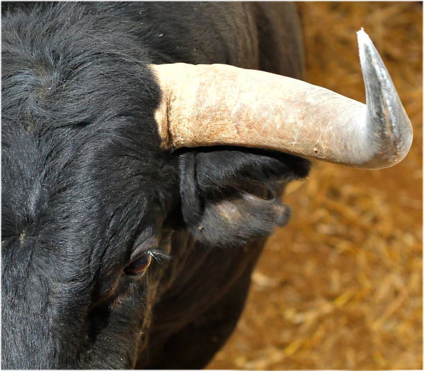 istock Horns of bull 1098131214