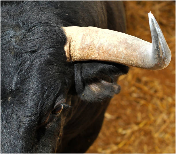 leiter der stier - texas longhorn cattle horned cattle farm stock-fotos und bilder