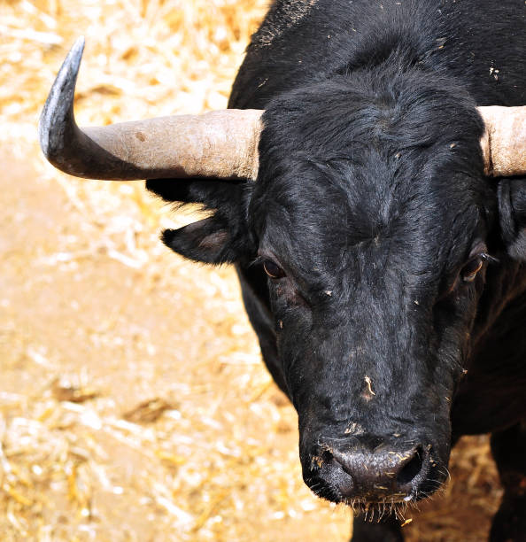 touro - bull texas longhorn cattle horned white - fotografias e filmes do acervo