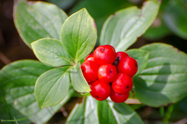 wild American ginseng, Panax quinquefolius, with ripe fruit Wild American ginseng, Panax quinquefolius, with ripe fruit (red berries). Whitefish Point Unit of Seney National Wildlife Refuge, Michigan, USA. ginseng stock pictures, royalty-free photos & images