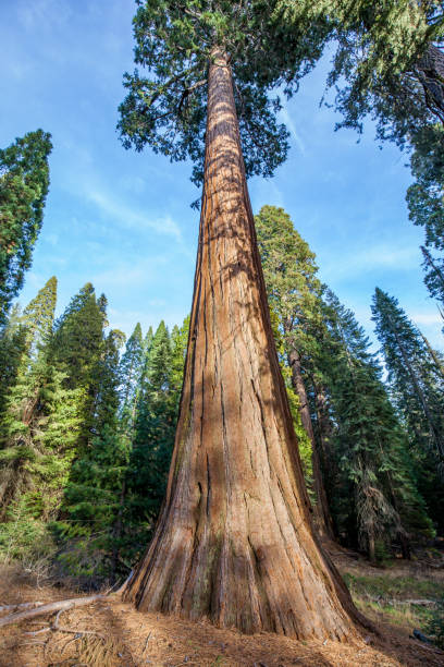 istock Giant Sequoia trees in Kings Canyon National Park 1098132910
