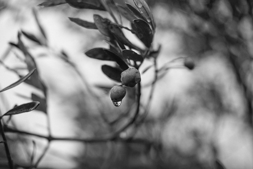 Olive fruit on a branch wet with rain water. Black and white.
