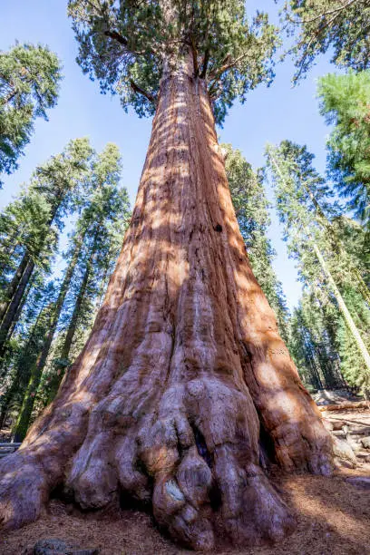 Looking upward from the base of the General Sherman located in  Sequoia National Park, California, USA, by volume, it is the largest known living single stem tree on Earth