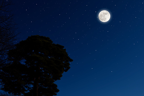 Full moon rising over the pine tree with copy space, and lots of stars.