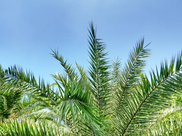 top of green palm tree against blue sky - treetop sky tree high section imagens e fotografias de stock