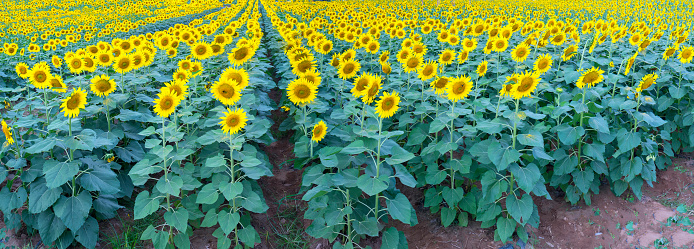 The panoramic view Sunflower fields with blooming flowers like the sun shining in organic farms
