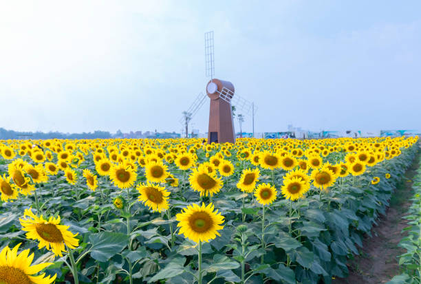 Sunflower fields and windmill decoration of gardening harmoniously harmonize beautiful and peaceful landscapes