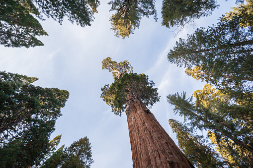 Giant Sequoia trees in Kings Canyon National Park California, USA