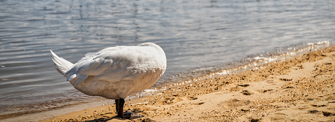 A swan grooms itself at Colonial Beach, VA while hiding its head.