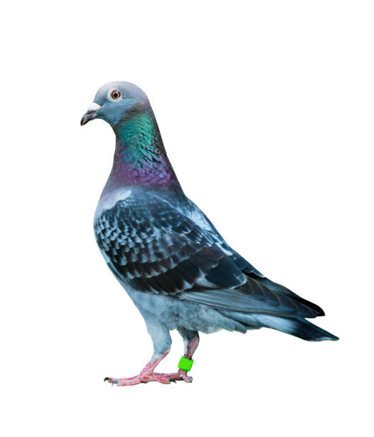 istock speed racing pigeon bird isolated white background 1098150192