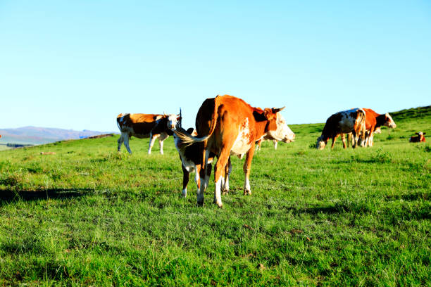 istock A few cows grazing on the slopes 1098150330