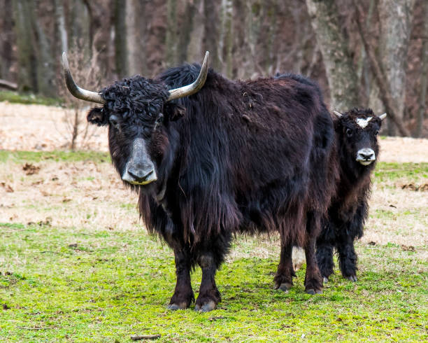 istock cow on the farm 1098154240