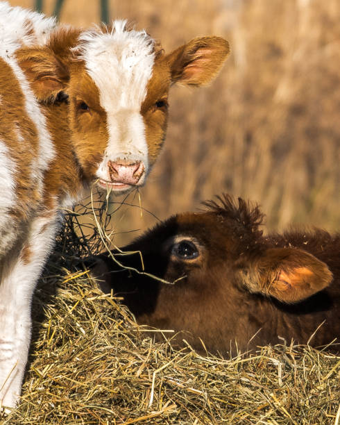 istock cow on the farm 1098155398
