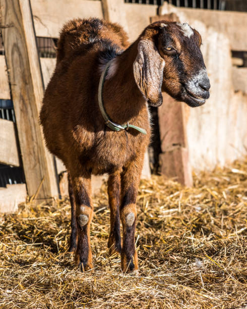 istock goats on the farm 1098155434