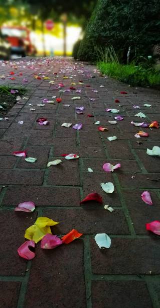 istock Flower petals on a brick sidewalk 1098155532
