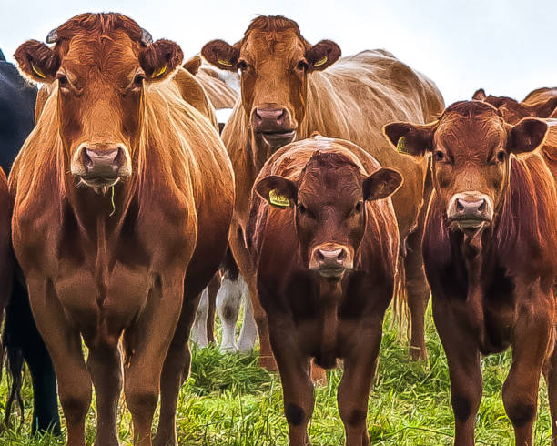 istock cow on the farm 1098155796