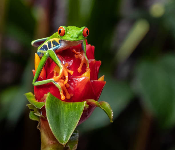 istock Red-eyed Tree Frog in Costa Rica 1098156256