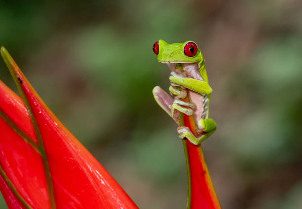 istock Red-eyed Tree Frog in Costa Rica 1098157296