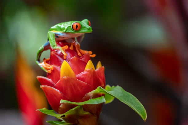 istock Red-eyed Tree Frog in Costa Rica 1098157636