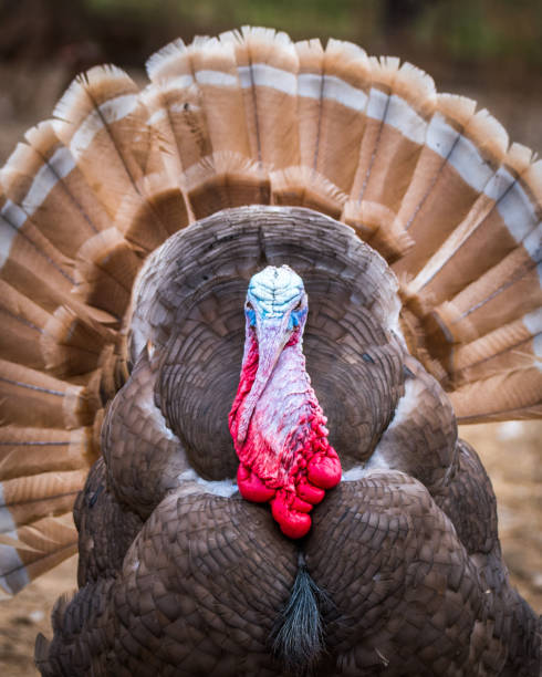 istock turkey thanksgiving on the farm 1098157822