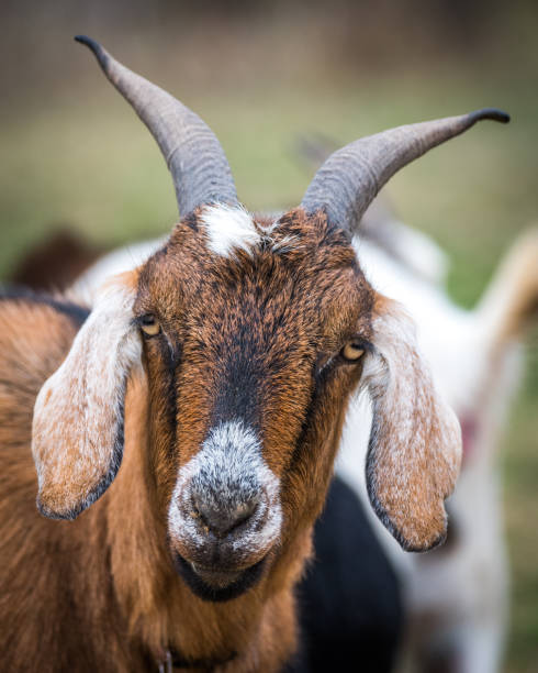 istock goats on the farm 1098157854