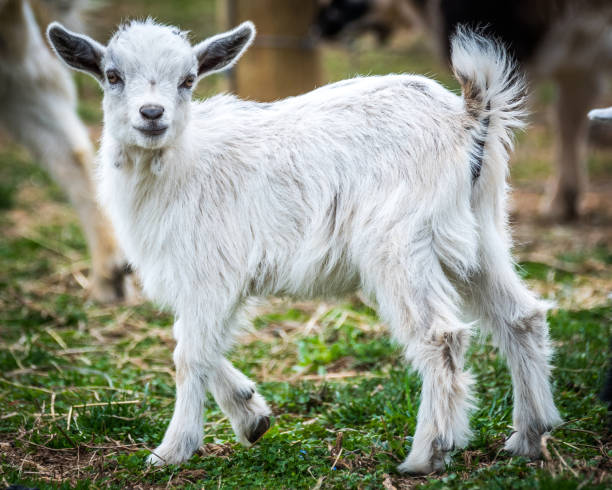 istock goats on the farm 1098157856
