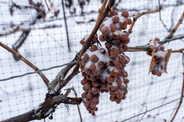 Snow covered frozen grapes on the vine for ice wine in the vineyard at Niagara on the Lake area, Ontario, Canada. Snow covered frozen grapes on the vine for ice wine in the vineyard at Niagara on the Lake area, Ontario, Canada. Icewine is a type of dessert wine produced from frozen grapes on the vine. frozen grapes stock pictures, royalty-free photos & images