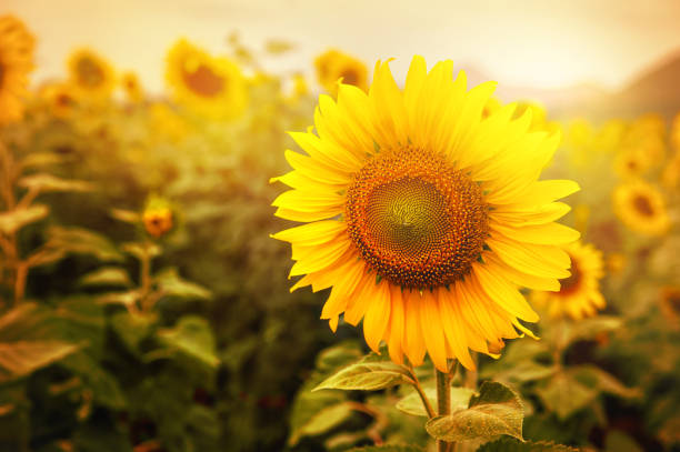 istock sunflower field at sunset background 1098159696