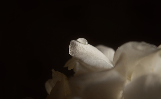 Flor blanca photo