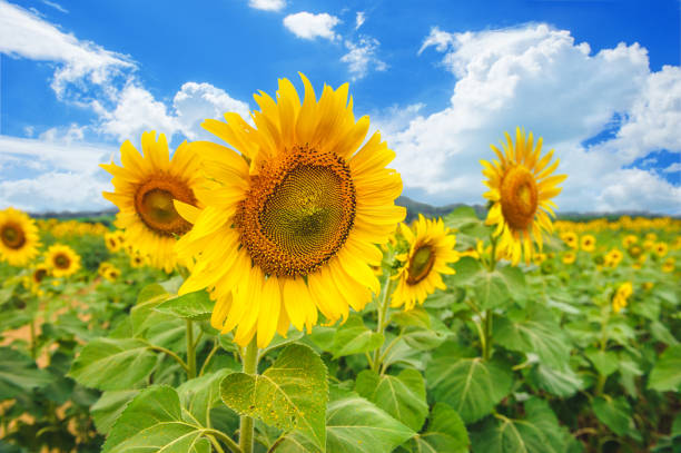 istock sunflower field over cloudy blue sky and bright sun lights 1098159874