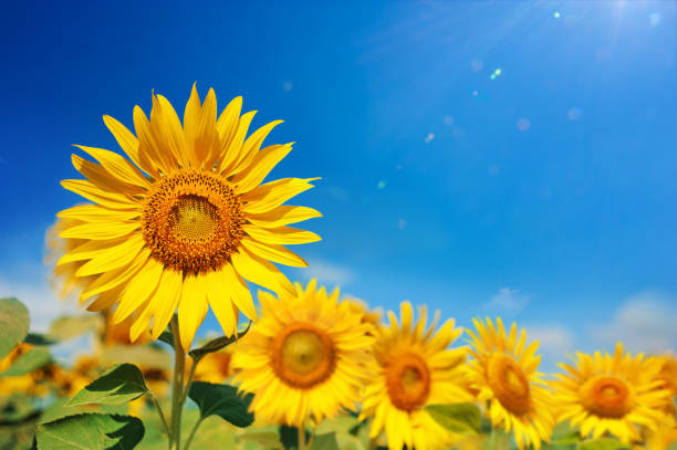 istock sunflower field over cloudy blue sky and bright sun lights 1098159886