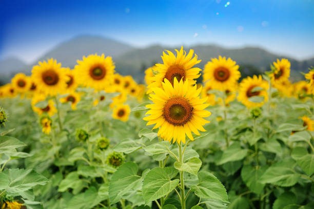 istock sunflower field over cloudy blue sky and bright sun lights 1098159922