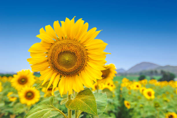 sunflower field over cloudy blue sky and bright sun lights