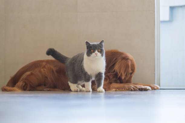 istock Golden Retriever dog and British short-haired cat 1098161994