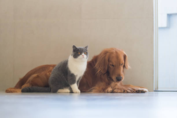 istock Golden Retriever dog and British short-haired cat 1098162000