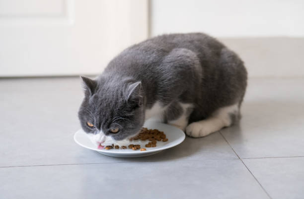 istock Cute British short-haired cat, indoor shooting 1098162094