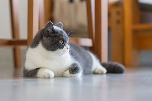 istock Cute British short-haired cat, indoor shooting 1098162120