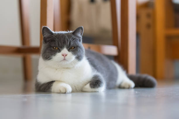 istock Cute British short-haired cat, indoor shooting 1098162124