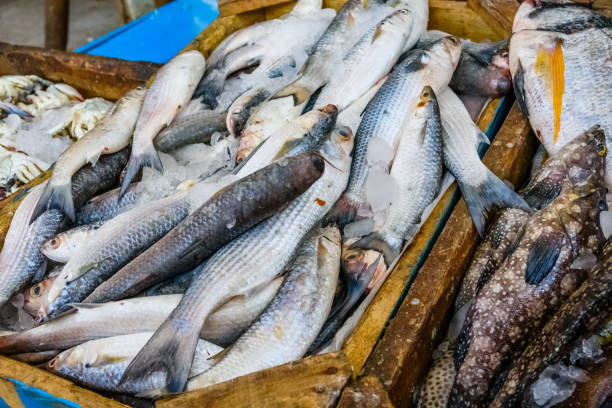 istock Different fish on fish market in a Hurghada city, Egypt 1098163844