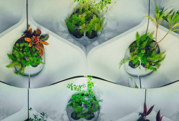 istock Wall With Natural Green Plant 1098163912