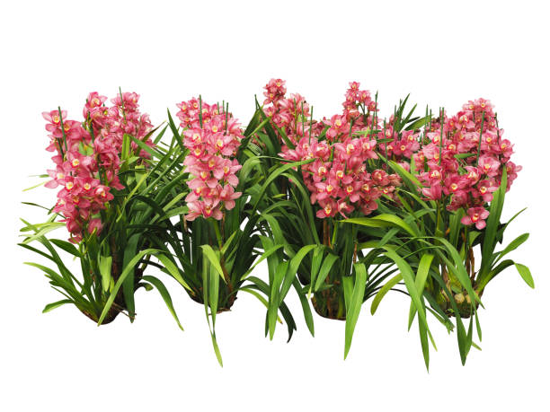 istock tropical flower plant tree isolated with clipping path 1098165932