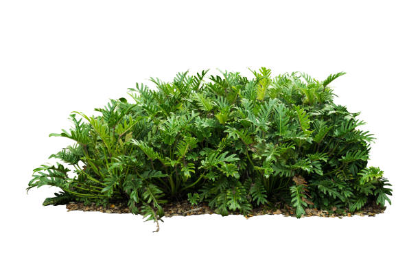 istock tropical nature green plant isolated include clipping path 1098167412